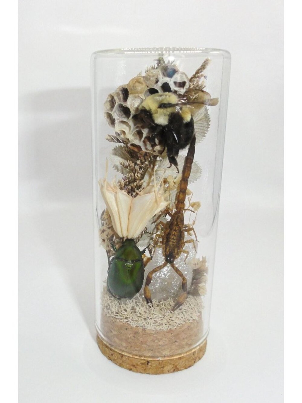 Scorpion Beetle Wasp Nest Bee Crystal Oddity Jar taxidermy insect diorama cloche